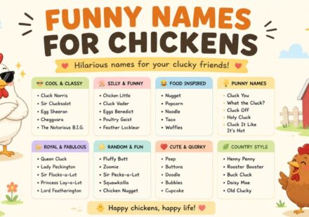 funny names for chickens